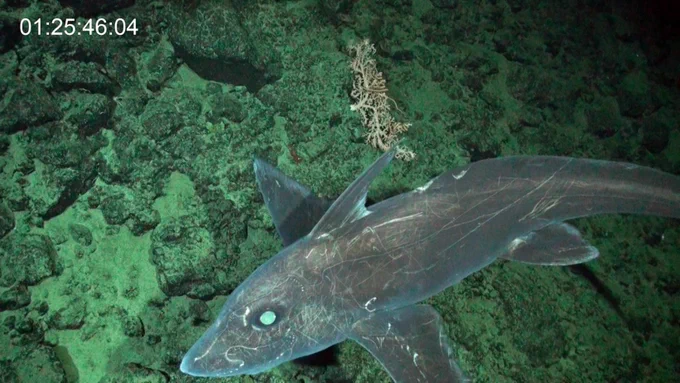 Photo Credit: National Geographic Pristine Seas and National Geographic Exploration Technology Lab