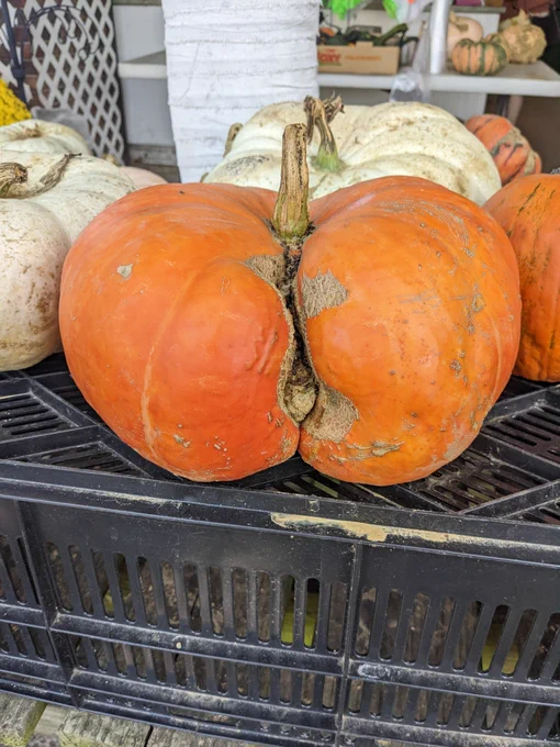 Pumpkin that has a suggestive crack down the center from stem down to the base. It is on a table with some other white pumpkins.
