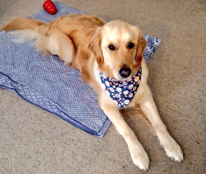 Panko the golden retriever is laying on the carpet with his head up. He's wearing a dark blue bandana with drawings of different types of sushi on it