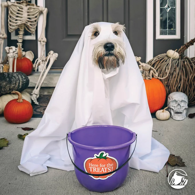 Dog dressed up as a ghost. Here for the treats. 