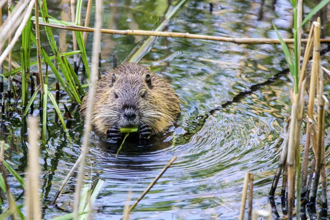 Photo of a beaver by Svetozar Cenisev on Unsplash