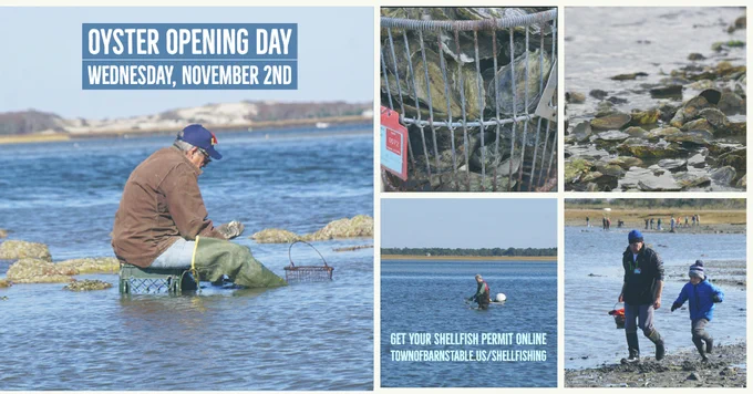 Picture collage of oyster shellfishing on the Scudder Lane flats