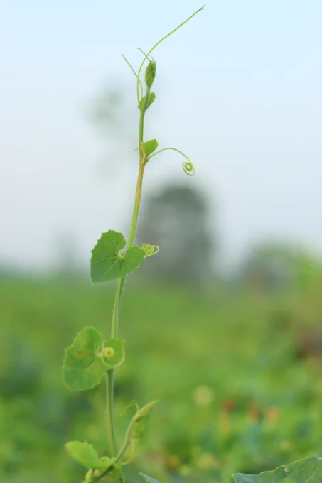 A green plant grows upward, the background is blue sky and white clouds.