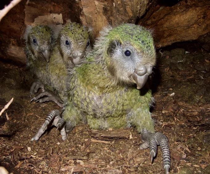 Three kākāpō chicks in a nest.