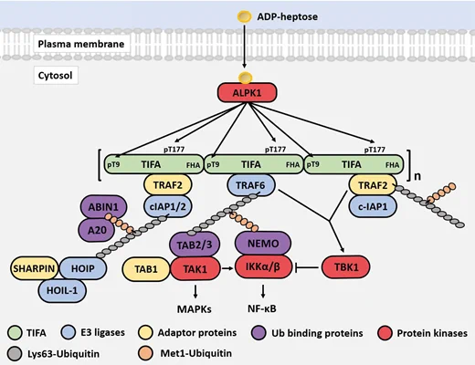 Image showing schematic of the ADP-heptose signalling pathway in HEK293 cells.