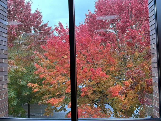 Autumn leaves as viewed from inside the library