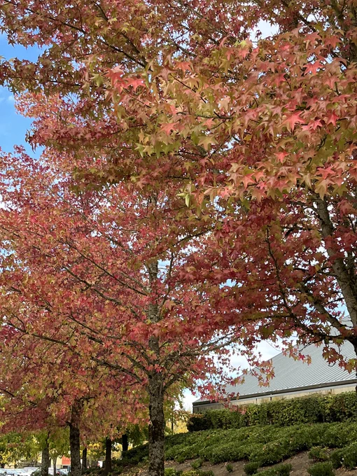 Autumn leaves at a THPRD park.