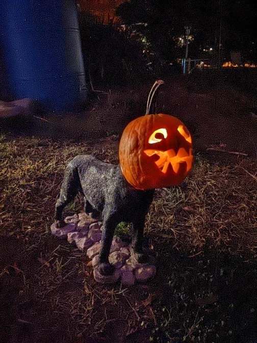 A medium size black dog statuette (Labrador) with a jack-o'-lantern for his head. He is on a lawn with some diffused light illuminating him, and a candle in his pumpkin head. In the background is a blue rain barrel and in the darkness a holly tree is barely discernable. The jack-o'-lantern is traditionally carved with lopsided eyes, a snaggle toothed grin, and a prominent stalk.