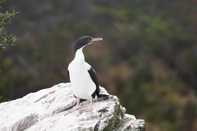 King Shag on a rock