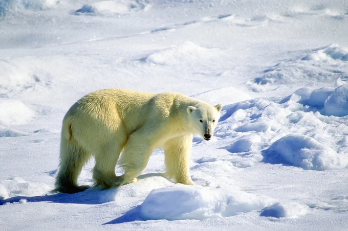 A polar bear in Wapusk National Park.