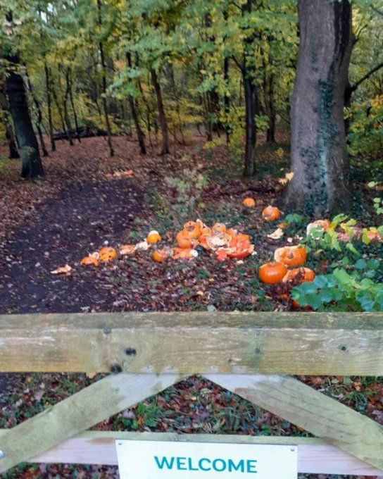 Pumpkins left in the woods (photo: The Woodland Trust)