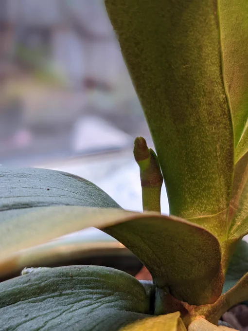 Close-up of the flower spike. You can tell it's a flower spike and not another aerial root by how the tip is shaped.