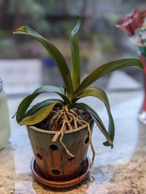 A somewhat bedraggled-looking orchid sending up a flower spike. It's seen better days, but it's finally gonna bloom again, dammit
