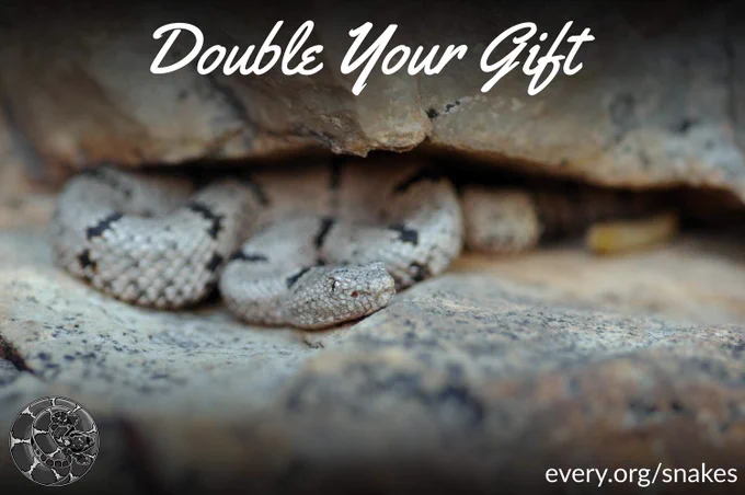 "Double Your Gift every.org/snakes" written on an image of juvenile Rock Rattlesnake (slender gray rattlesnake with dark brown bands) chilling in a rock crevice.