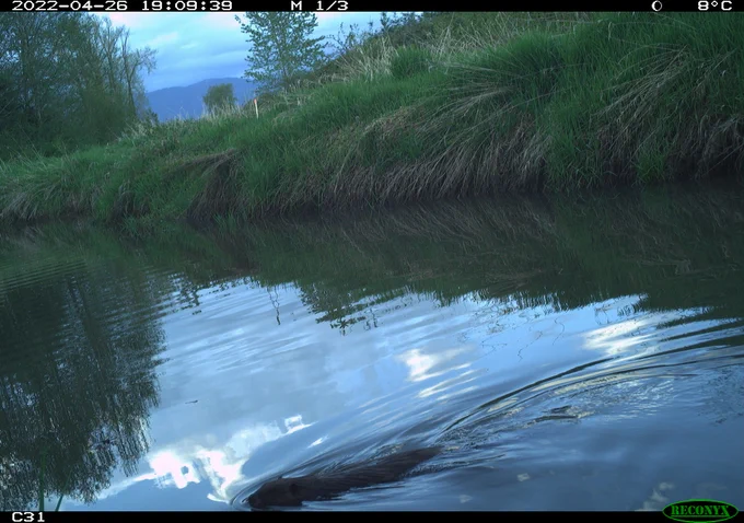 A photo of a stream with green grass growing on the bank. In the foreground, a large rodent is swimming through the water, with just its face and back above the waterline. No tail is visible.