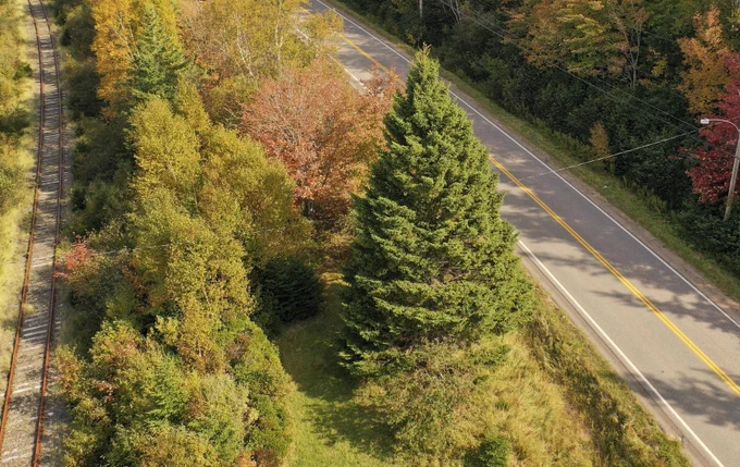 Aerial photo of 45-foot white spruce tree with smaller trees around it, between a railroad track and road.