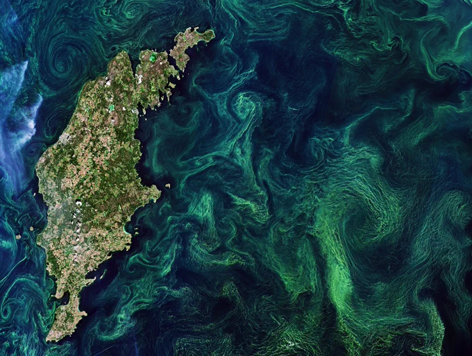 Baltic bloom. Image courtesy of the European Space Agency (ESA)