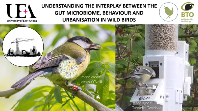 Understanding the interplay between the gut microbiome, behaviour and urbanisation in wild birds. Image of great tit on a branch with drawing of microbes. Image of a great tit eating from a bird feeder. Image of urban construction. University of east anglia and British trust for ornithology garden birdwatch logos.