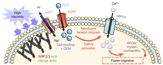 Image created using https://smart.servier.com and from https://www.nature.com/articles/s41586-022-05394-6