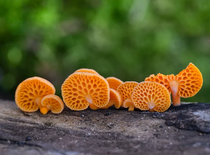 A group of distinctive orange mushrooms with lots of holes.