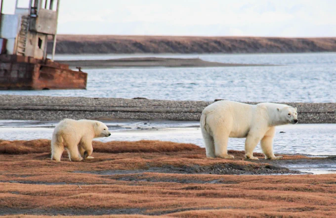 Female and cub polar bear on land near Kaktovik, Alaska


