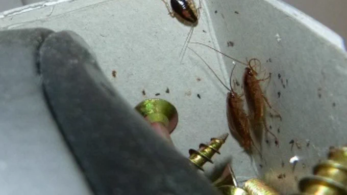 Image depicts a cockroach infestation