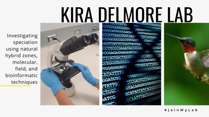 Kira Delmore Lab: Investigating speciation using natural hybrid zones, molecular, field, and bioinformatic techniques