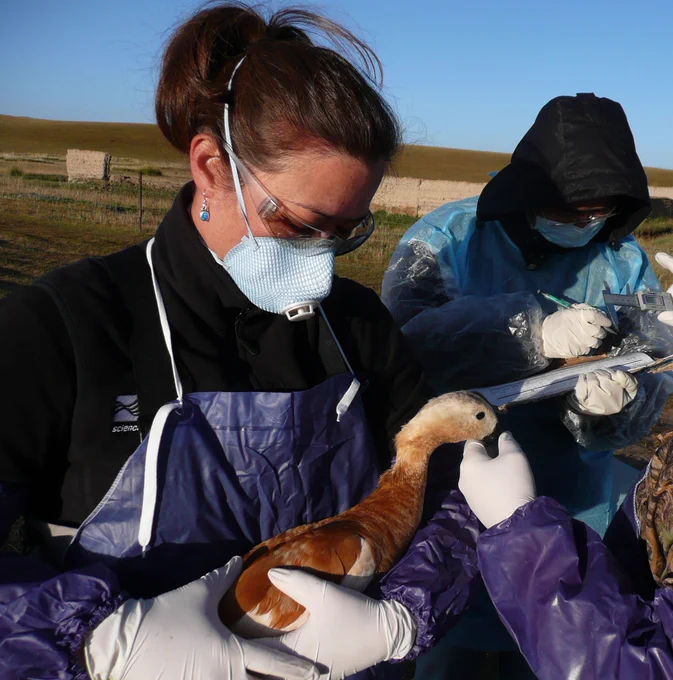 Scientist Diann Prosser, wearing a mask, gloves, and apron examines a brownish bird, while another person takes notes.