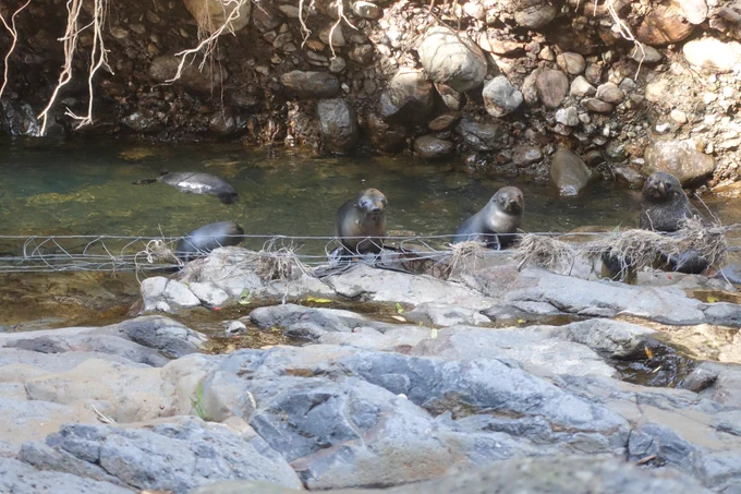 Playful adolescent seals