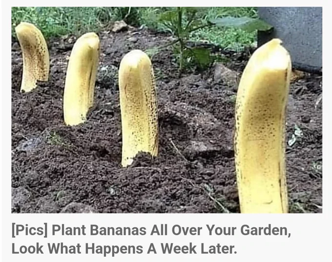 Four yellow bananas, some slight brown spots on them, stuck end down into the dirt as though planted in a row. The view is a close up of a garden with some leafy green, possibly a raised bed behind, and grass. The caption reads "[Pics] Plant Bananas All Over Your Garden, Look What Happens A Week Later."
