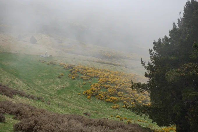 Gorse, super yellow this time of year