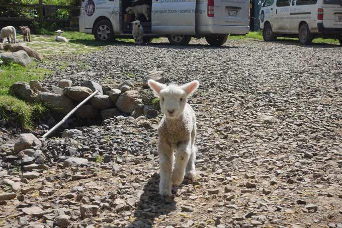 Baby lamb, very not shy