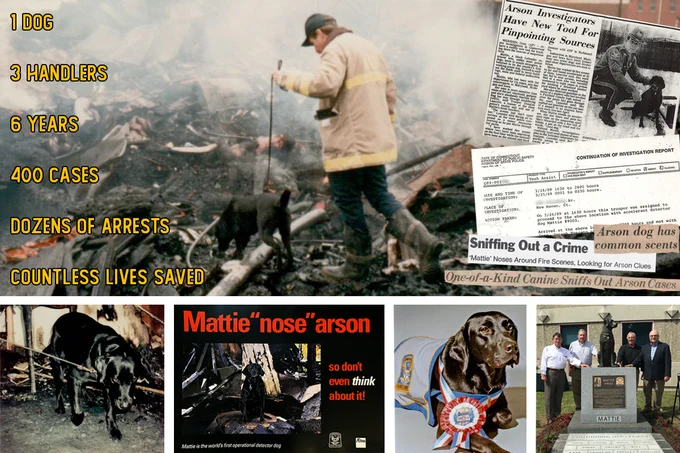 A composite of multiple images. A black Labrador Retriever accelerant detection canine searches fire scenes, poses with a ribbon and badge around her neck, and stars in an anti-arson poster. A page from a fire investigation report explains that the accelerant detection canine was called to the scene. Four retired law enforcement officers pose with a statue of the accelerant detection dog. Newspaper headlines cover the dog's work, "Arson Investigators Have New Tool for Pinpointing Sources," "Arson Dog Has Common Scents," "Sniffing Out a Crime: Mattie Noses Around Fire Scenes, Looking for Arson Clues," "One-of-a-Kind Canine Sniffs Out Arson Cases." Statistics on the image: 1 dog, 3 handlers, 6 years, 400 cases, dozens of arrests, countless lives saved.