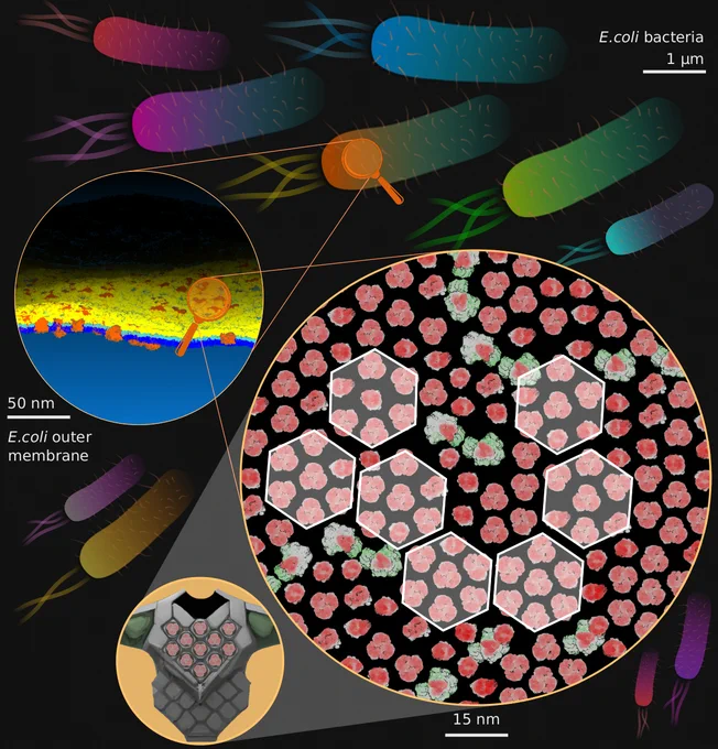 https://www.ox.ac.uk/news/2022-11-03-bacterial-armour-plating-has-implications-antibiotics-0