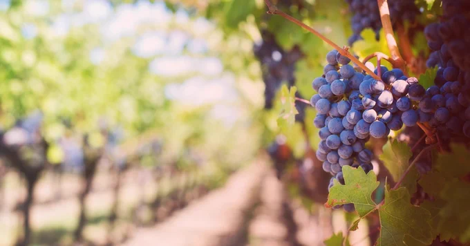 Red grapes grown on a brown vine with green leaves in a row.