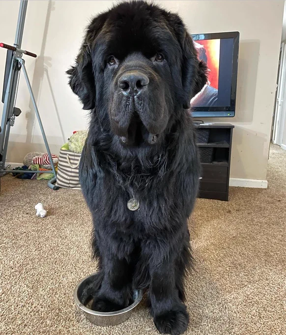 a gigantic, hulking black newfoundland stands in the middle of a carpeted living room floor. he is blocking 70% of the tv screen behind him. his front right paw is firmly planted in an obviously empty metal food bowl, and he’s looking right at you with an unwavering stare. there is no watch on either of his visible wrists, and yet somehow he KNOWS.