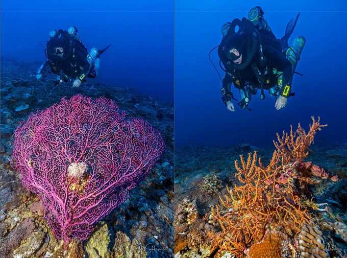 Photos of divers exploring deep coral reefs at depths of 45–60 m
