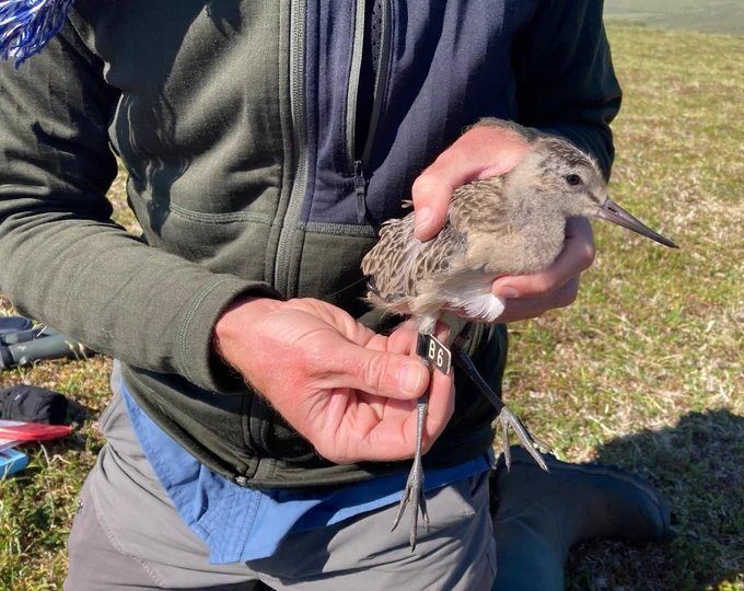 Photo of Juvenile bar-tailed godwit "B6"on the Seward Peninsula near Nome, Alaska. Photo shows scientist holding a brown and tan bird with a long beak and long legs. There is a tag labelled “B6” on one of the bird’s legs.