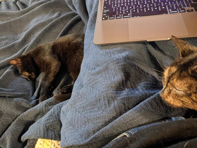 Two cute kitties hanging out in and around my lap while I work. Rainbow is still kitten-sized, but growing quickly, and has black fur; Sprinkles is a bit bigger and a tortie.