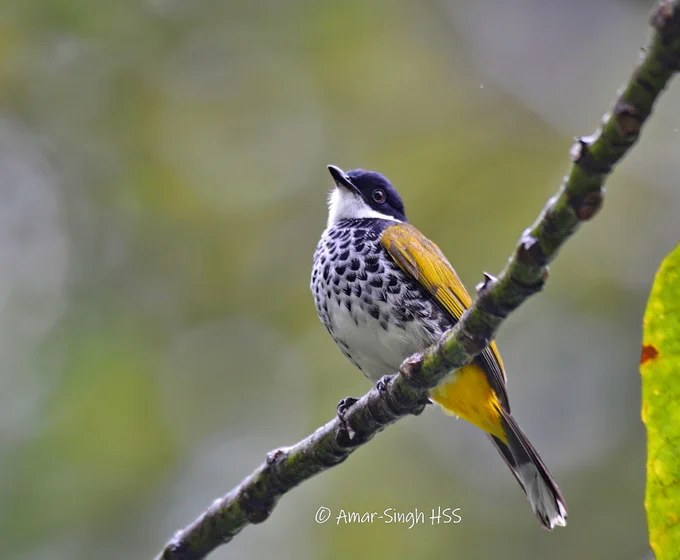 Bulbul with a black cap, golden yellow wings and vent and a scaly breast.