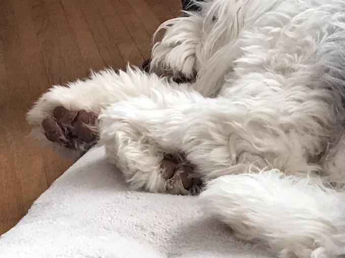 A sheepdog sleeping on his side, paw pads exposed