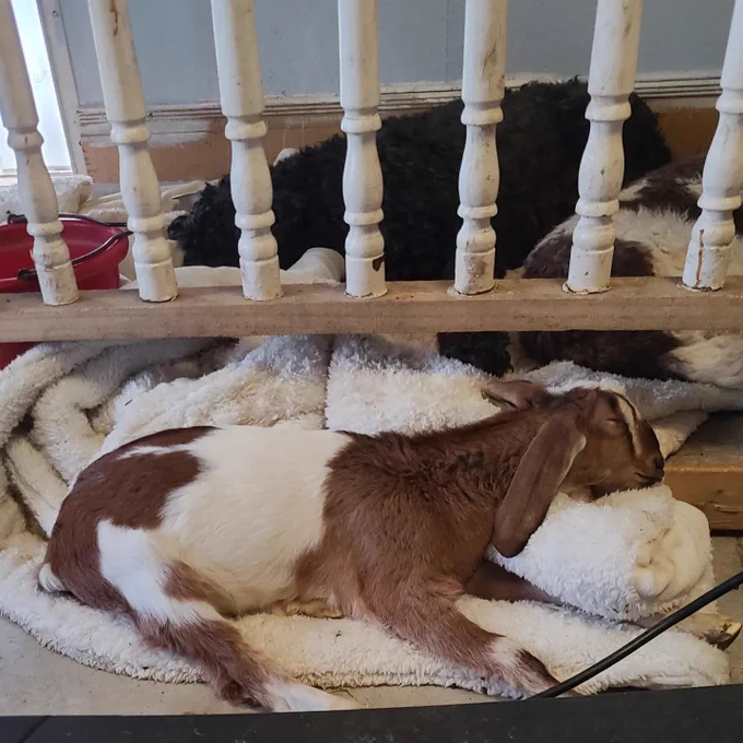 A brown and white goat sleeps on a warm fleece blanket. A black dog naps nearby.