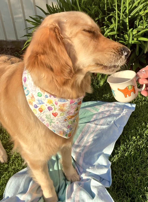 Panko the golden retriever is standing on a towel on the grass. He's wearing a white bandana with coloured balloon animals on it. He's drinking a puppacino from a mug held by a human hand to the right of the photo. He has milk all over his face and head. His eyes are shut