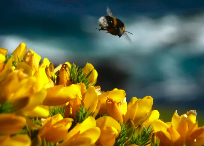 Picture from the article: Bee flying over a patch of yellow flowers. Caption: In an experiment conducted by researchers at Queen Mary University of London, bees could make their way through an unobstructed path to a feeding area or opt for a detour into a chamber with wooden balls (toys). Many took the detour.
Odd Andersen/Associated Press