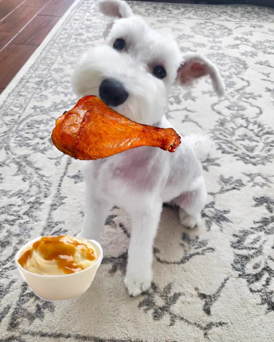 Milo's ready for Thanksgiving!