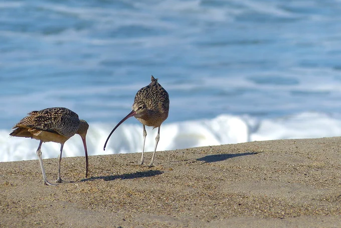 Two Long-billed Curlews are on the beach.