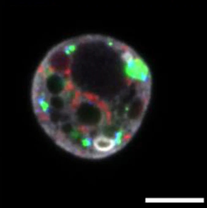 Drosophila S2 cells transiently transfected with Myc-tagged human SAS6 and GFP-tagged human GORAB. Scale bar 5 μm.