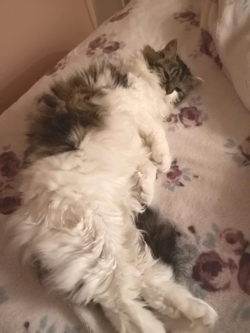 Fluffy cat lay on a bed relaxing