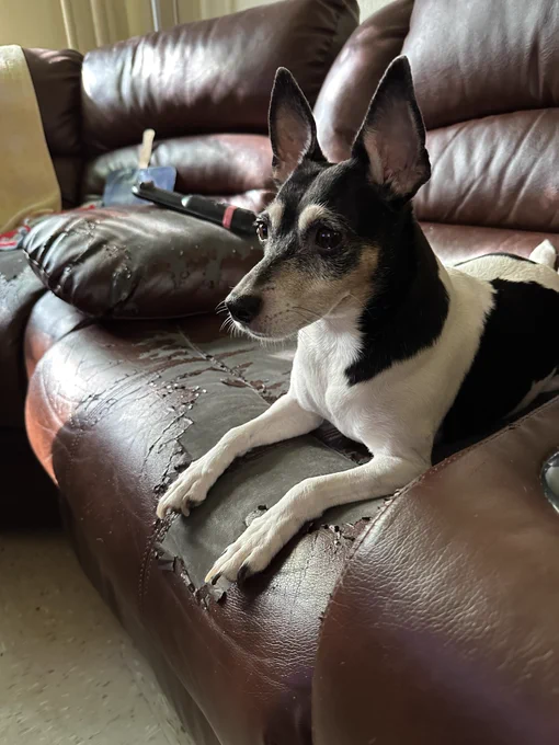 A black and white Rat Terrier mix dog sits on a brown leather couch, looking off to the side of the camera. She has some light brown fur on her face and her ears stand tall. 