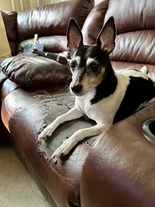 A black and white Rat Terrier mix dog sits on a brown leather couch, looking at the camera. She has some light brown fur on her face and her ears stand tall.